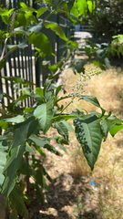 Phytolacca americana