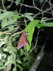 Rhagastis olivacea