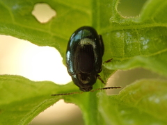 Psylliodes dulcamarae