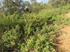 Pultenaea hispidula