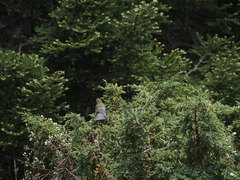 Carpodacus formosanus