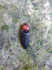Ampedus rubricollis
