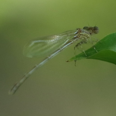 Enallagma vesperum