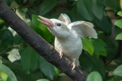 Collared Kingfisher