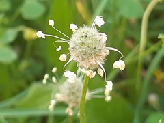 Plantago lagopus