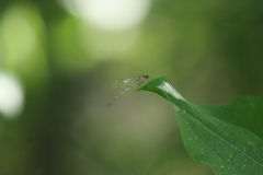 Enallagma vesperum
