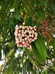 Syzygium jambos