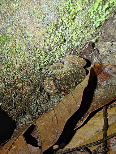 Coorg Night Frog, Nyctibatrachus sanctipalustris