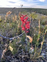 Tritoniopsis pulchra