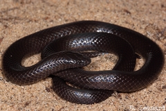 Amblyodipsas concolor