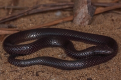 Amblyodipsas concolor