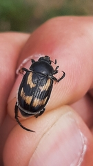 Anisoplia farraria