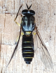 Solva marginata