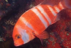 Chrysoblephus gibbiceps