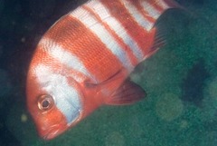 Chrysoblephus gibbiceps