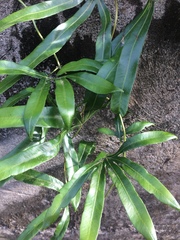 Lygodium circinnatum