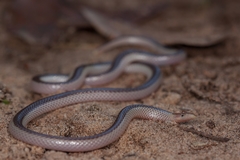 Xenocalamus bicolor lineatus