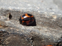 Brumoides septentrionis