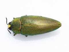 Steraspis