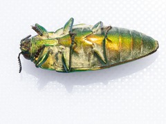 Steraspis