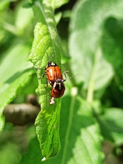 Cryptocephalus octopunctatus