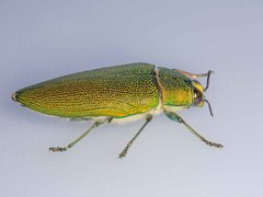 Steraspis
