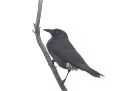 Strepera versicolor melanoptera