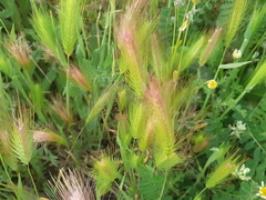 Hordeum murinum