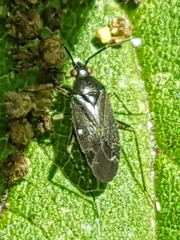 Plagiognathus arbustorum