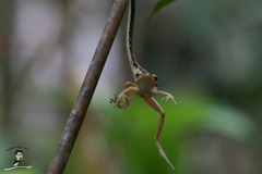Polypedates leucomystax