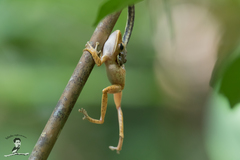 Polypedates leucomystax