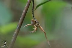 Polypedates leucomystax