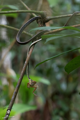 Dendrelaphis haasi