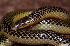 Speckled Quill-Snouted Snake photo 1