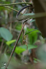Dendrelaphis haasi