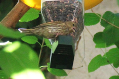 Chloris chloris