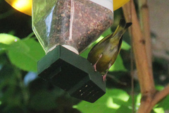 Chloris chloris