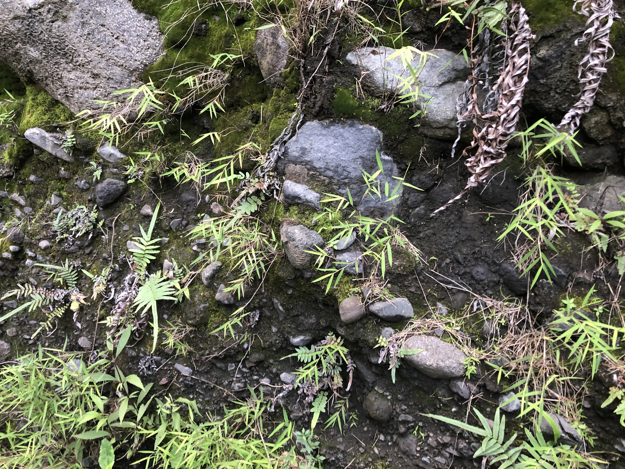 Imagem de Capim-dos-pampas