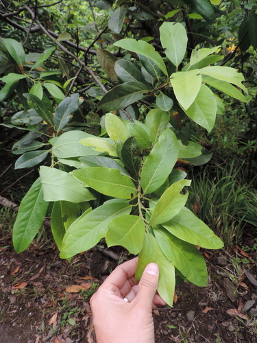 Canary Laurel