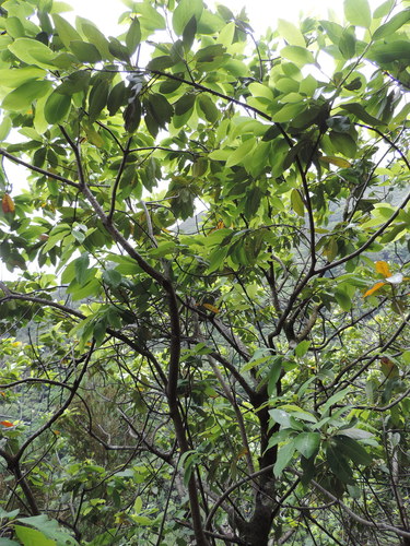 Canary Laurel