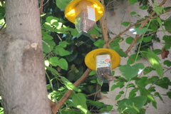 Chloris chloris