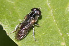 Eumerus argyropus