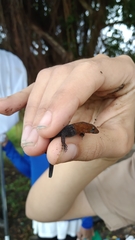 Gonatodes albogularis