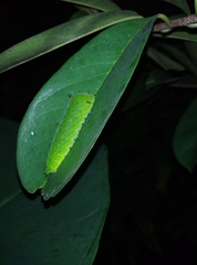Graphium agamemnon