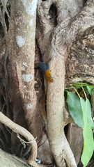 Gonatodes albogularis