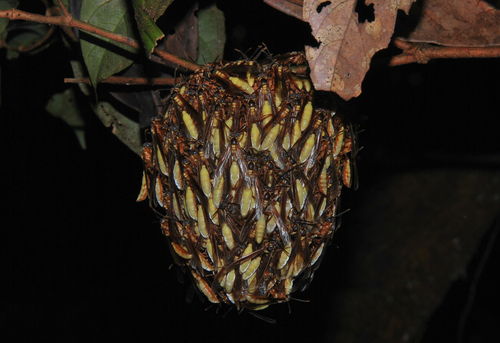 Central American Paper Wasp photo 2