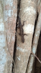 Gonatodes albogularis