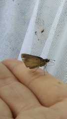 Hesperiidae