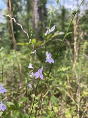 Lobelia nuttallii