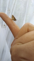 Hesperiidae